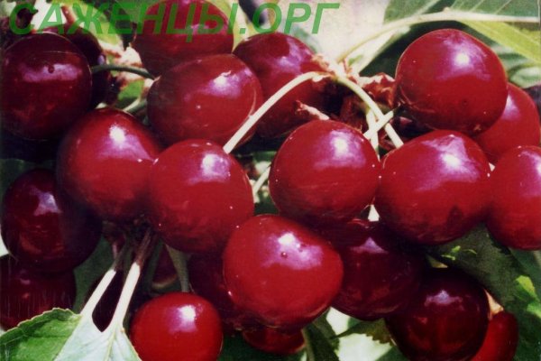 Оригинальные ссылки кракена