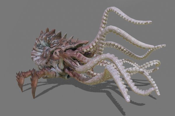 Kraken at17